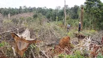 Phó Thủ tướng Thường trực Chính phủ yêu cầu xử lý nghiêm các vụ phá rừng ở Lâm Đồng
