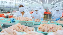 Xuất khẩu cá tra sang EU giảm