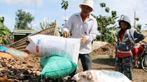 Cảnh giác với “mánh” thu mua rễ cây hồ tiêu của thương lái Trung Quốc