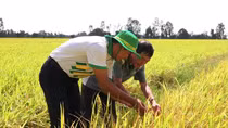 Phân bón Phú Mỹ cùng nhà nông ứng phó thời tiết khắc nghiệt