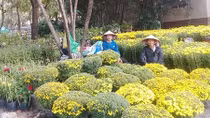 Sôi động thị trường hoa Tết