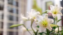 Sinh nhật của người đang yêu