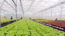 Nông dân làm rau công nghệ cao xuất khẩu sang Hàn Quốc