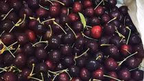 Nghi ngại nguồn gốc quả cherry giá rẻ “giật mình”