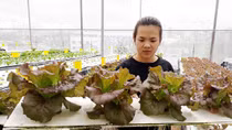 Trồng rau sạch bằng… không khí