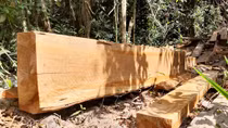 Tàn phá rừng đầu nguồn sông Ví