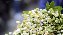Hương của mùa đã khép