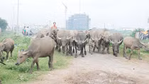 Cạm bẫy mua bán đất vùng ven