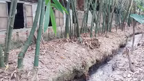 Trang trại nuôi lợn xả thải gây ô nhiễm môi trường nghiêm trọng