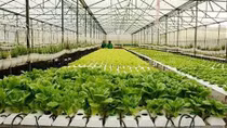 Agribank sẵn sàng đồng hành cùng nông nghiệp 4.0
