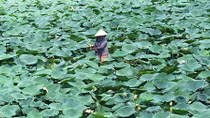 Những cánh đồng hoa mùa nước nổi