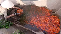 Làng nuôi cá chép đỏ nổi tiếng ở xứ Thanh