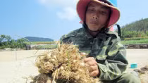 Buôn bán tỏi giả thương hiệu Lý Sơn: Xin đừng “tham bát bỏ mâm”