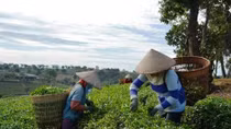 100% mẫu chè Lâm Đồng an toàn với hoạt chất fibronil