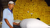 Giấc mơ thương hiệu “gạo Việt” (Kỳ 2) 