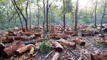 Nạn phá rừng tăng đột biến