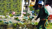 Trồng sen không phải là nguyên nhân khiến bệnh sốt xuất huyết tăng