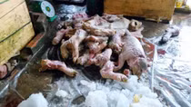 Kinh hãi phát hiện 1,5 tấn thịt heo thối đang đến nhà hàng