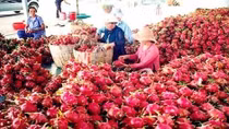 Tiêu thụ nông sản - kinh nghiệm từ đồng bằng sông Cửu Long