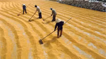 TPP nhìn từ “cánh đồng lớn” (Kỳ 3) 