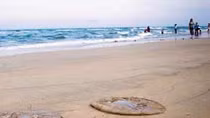 Tá hỏa phát hiện thi thể không nguyên vẹn trôi dạt vào bờ biển