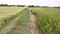 Khẩn trương cứu lúa, tìm nước sạch phục vụ dân sinh (kỳ 1)
