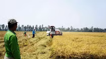 Giá lúa tại Đồng bằng sông Cửu Long tăng từng ngày