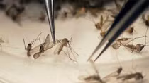 Virus Zika: Lây truyền qua con đường tình dục ngày càng phổ biến