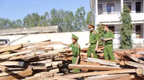Ra quân truy quét các đối tượng khai thác, vận chuyển gỗ làm trụ tiêu