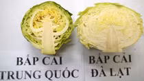 Ẩn họa từ rau, củ, quả Trung Quốc đội lốt rau Đà Lạt