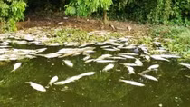 Hai ao cá bạc tỉ bị đầu độc bằng thuốc sâu