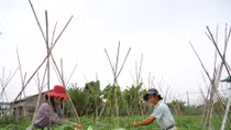 Lên Cao Bằng.... trồng rau