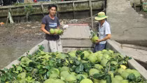 Tìm đầu ra bền vững cho trái cây đồng bằng sông Cửu Long