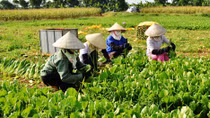 Cạnh tranh yếu, nông sản sẽ thua ngay trên 'sân nhà'
