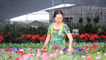 Gần 4,5 triệu giỏ hoa phục vụ tết Bính Thân 2016
