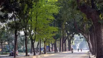 Thanh tra Hà Nội kết luận: Không phát hiện ‘lợi ích nhóm’ trong việc thay thế cây xanh