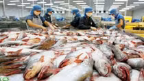 Xuất khẩu cá da trơn vào Mỹ tiếp tục gặp khó khăn