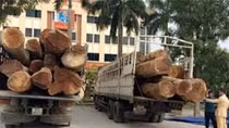 Xe chở gỗ lậu gây tai nạn chết người