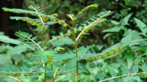 Hiểm họa mang tên… cây chó đẻ