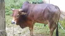 Trộm bò, 5 bị cáo lãnh án hơn 10 năm tù