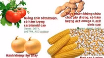Nắm bắt và kiểm soát các công nghệ biến đổi gien hữu ích