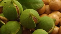 Tìm 'lối ra' cho cây mắc ca