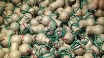 Tạm giam đối tượng vận chuyển 20,5kg pháo trứng