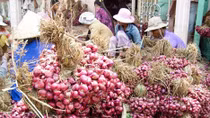 Loay hoay tìm lối ra cho hành tím Vĩnh Châu