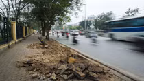 Các nhà thơ lên tiếng trong những ngày Hà Nội đốn hạ cây xanh