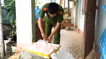 Bắt 700 kg nầm lợn vô chủ