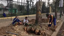 Hà Nội giải thích về việc thay cây xanh trên phố