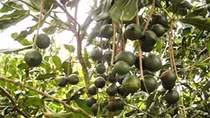 Phát triển cây mắc ca ở vùng Tây Bắc