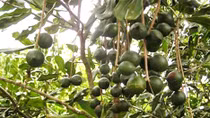 Tìm đầu ra cho loại cây tỷ đô