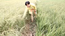 Đi qua vùng hạn mặn 
